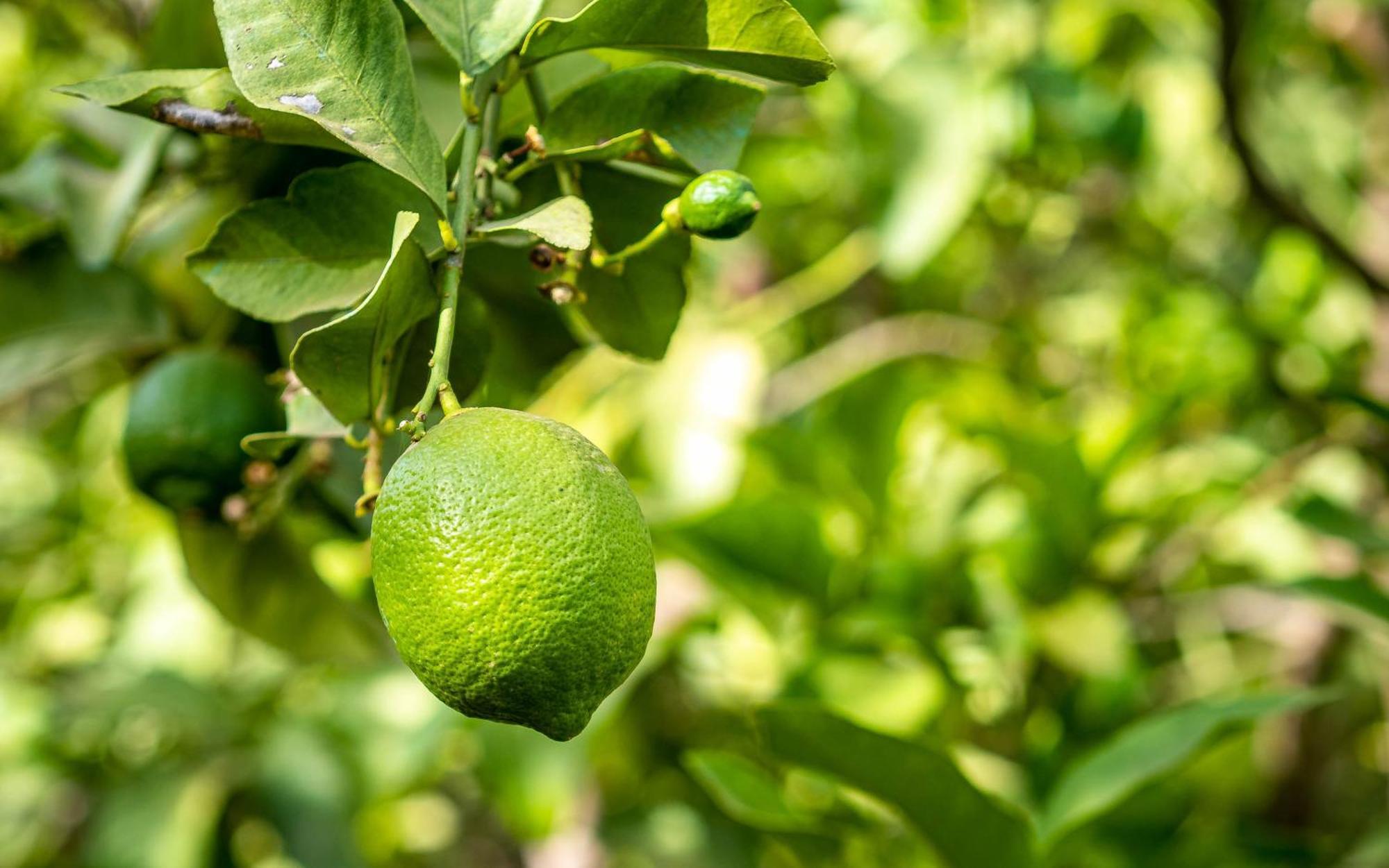فندق The Lemonary Marrakech Ouled Moumen المظهر الخارجي الصورة