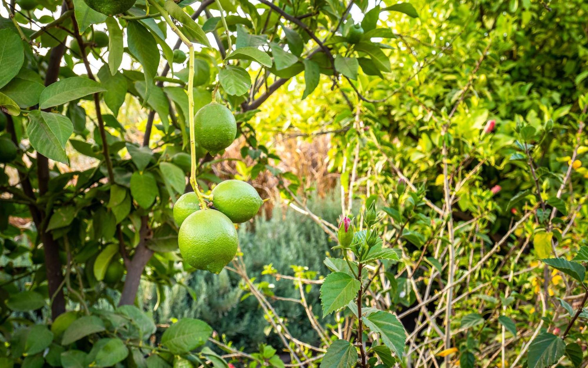 فندق The Lemonary Marrakech Ouled Moumen المظهر الخارجي الصورة