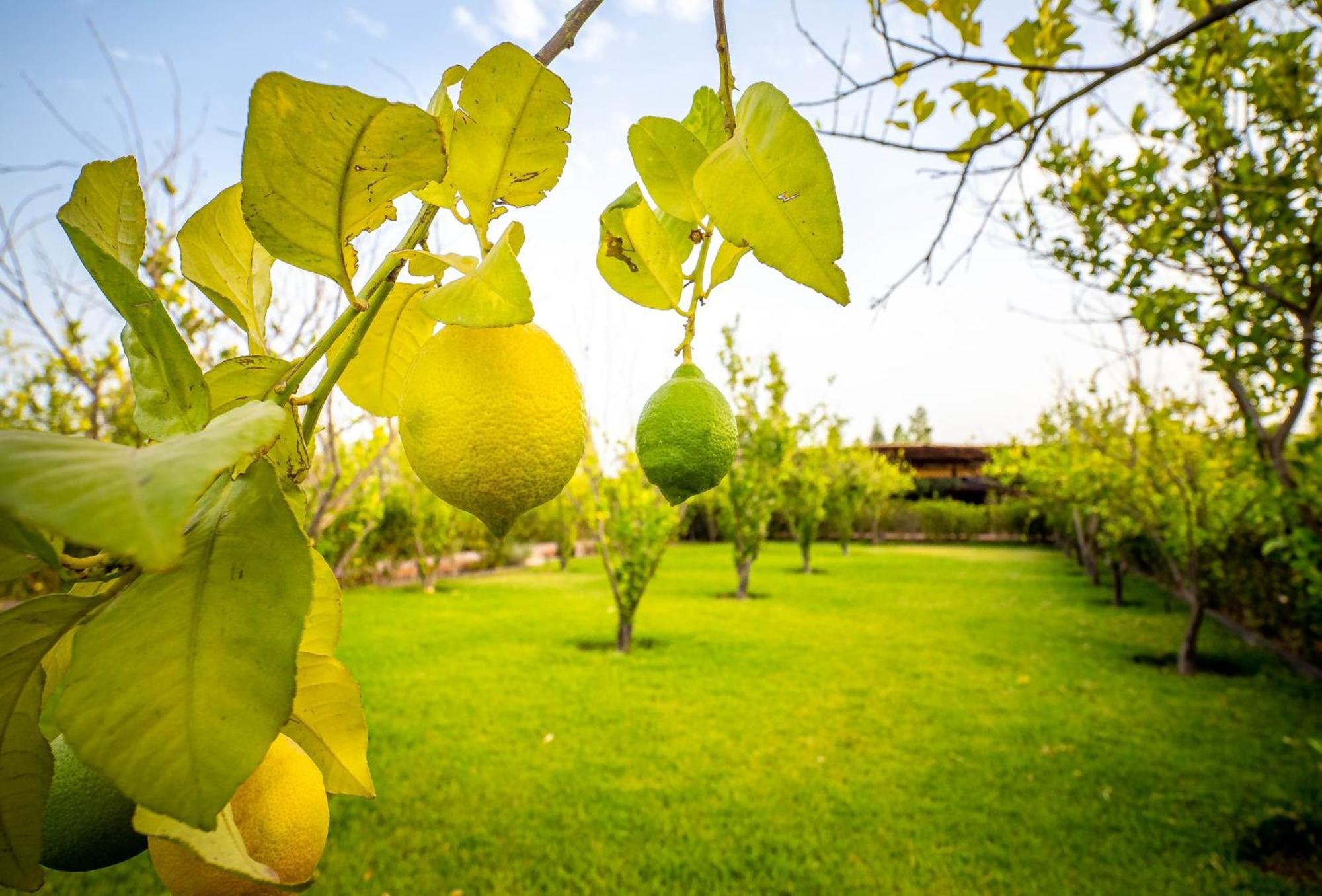 فندق The Lemonary Marrakech Ouled Moumen المظهر الخارجي الصورة